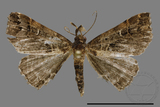 ǦW:Bertula abjudicalis