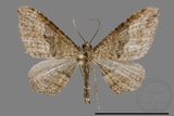 ǦW:Larentiinae sp.