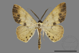 ǦW:Lophobates ochrolaria