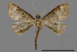 ǦW:Crambidae sp.