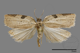 ǦW:Tortricidae sp.