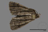 ǦW:Naarda sp.