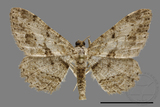 ǦW:Psilalcis breta rantaizana