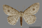 ǦW:Ectropis excellens