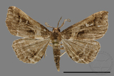 ǦW:Bertula abjudicalis