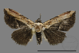 ǦW:Noctuidae sp.