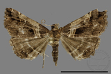 ǦW:Bertula abjudicalis