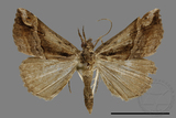 ǦW:Hypena sp.