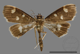 ǦW:Crambidae sp.