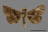 ǦW:Hadennia mysalis