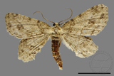 ǦW:Ectropis bhurmitra