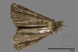 ǦW:Naarda sp.