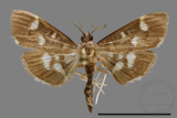 ǦW:Crambidae sp.