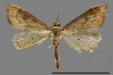 ǦW:Crambidae sp.