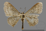 ǦW:Scopula sp.