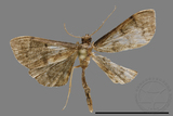 ǦW:Crambidae sp.