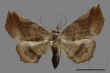 ǦW:Pangrapta sp.