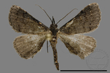 ǦW:Naarda sp.