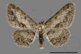 ǦW:Psilalcis breta rantaizana