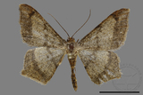 ǦW:Macaria abydata