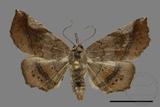 ǦW:Pangrapta sp.