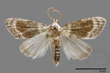 ǦW:Noctuidae sp.