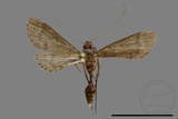 ǦW:Crambidae sp.