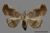 ǦW:Pangrapta sp.