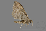 ǦW:Larentiinae sp.