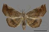 ǦW:Pangrapta sp.