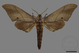 ǦW:Marumba cristata bukaiana