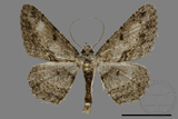 ǦW:Psilalcis breta rantaizana