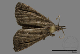 ǦW:Naarda sp.