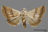 ǦW:Noctuidae sp.