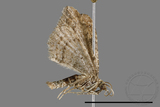 ǦW:Larentiinae sp.