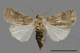 ǦW:Athetis sp.