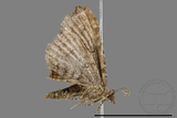 ǦW:Larentiinae sp.