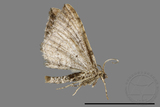 ǦW:Larentiinae sp.