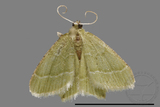 ǦW:Geometrinae sp.