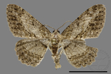 ǦW:Psilalcis breta rantaizana