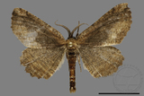 ǦW:Menophra anaplagiata