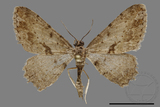 ǦW:Psilalcis breta rantaizana