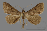 ǦW:Naarda sp.