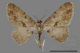 ǦW:Psilalcis breta rantaizana