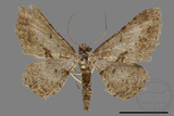 ǦW:Psilalcis breta rantaizana