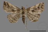 ǦW:Bertula abjudicalis