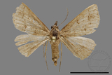 ǦW:Noctuidae sp.