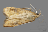 ǦW:Crambidae sp.