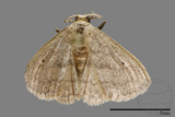 ǦW:Scopula sp.