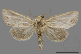 ǦW:Sesamia sp.